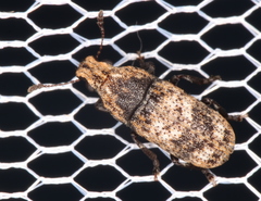 Taburnus breviceps