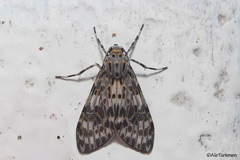Eucereon myrina