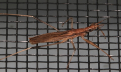 Sastrapada australica