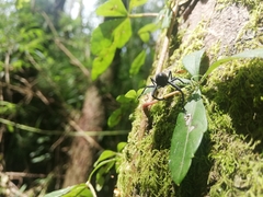 Rhyephenes