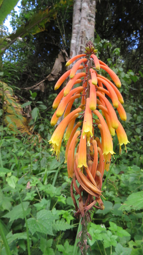 Kniphofia goetzei