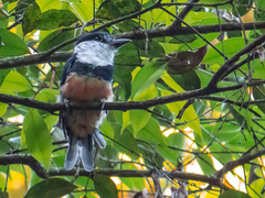 Notharchus swainsoni