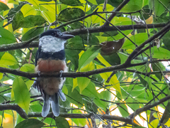 Notharchus swainsoni