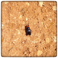 Creophilus erythrocephalus