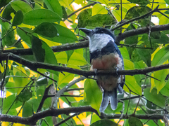 Notharchus swainsoni