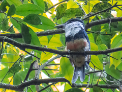 Notharchus swainsoni