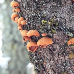 Anthracophyllum discolor