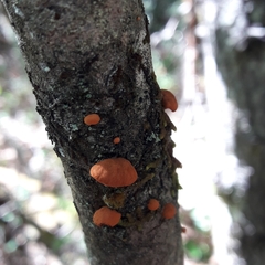 Anthracophyllum discolor