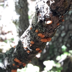 Anthracophyllum discolor