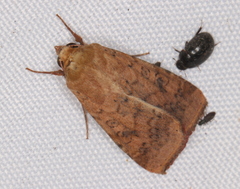 Australothis rubrescens