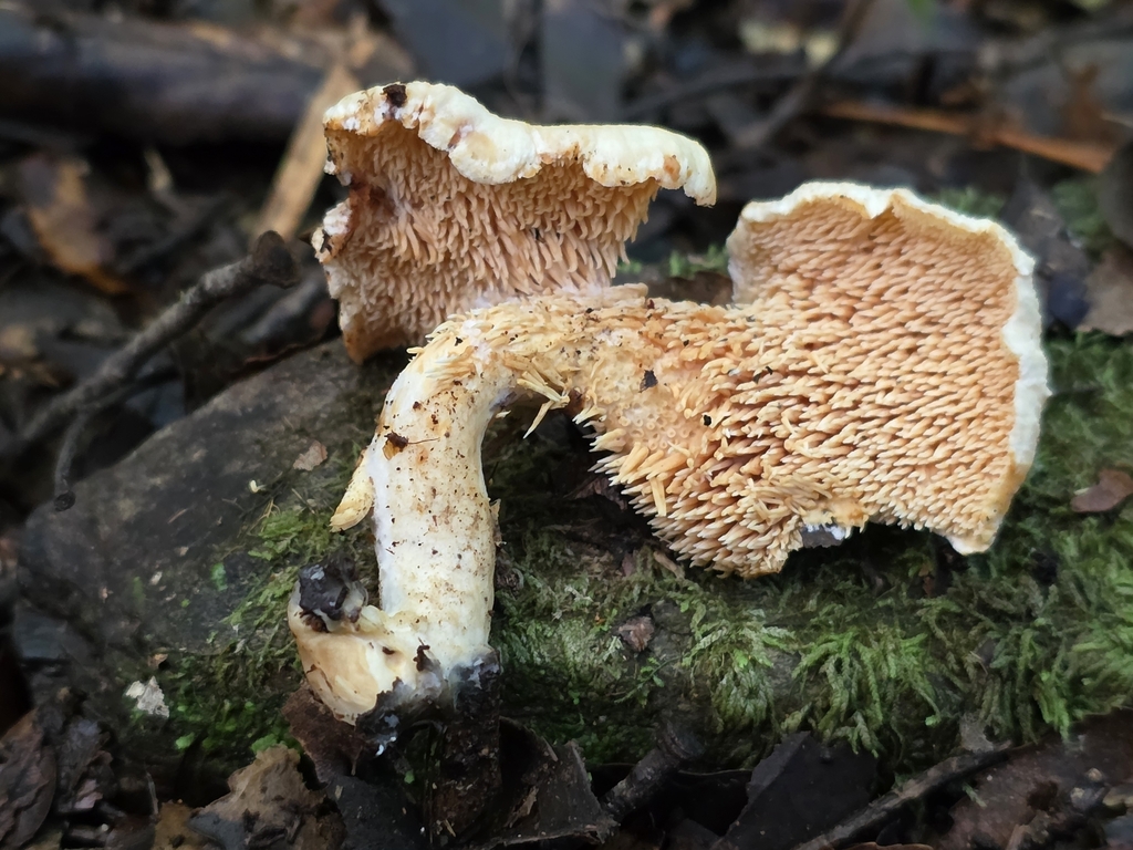 Hydnum crocidens · August 2025 · photo: © nicnation (iNaturalist, cc-by)