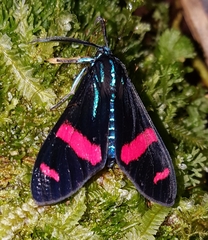 Uranophora splendida