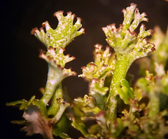 Cladonia phyllophora