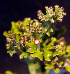 Cladonia phyllophora