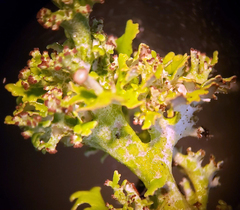 Cladonia phyllophora