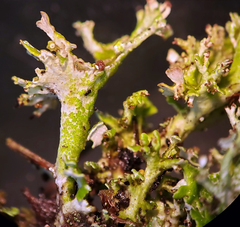 Cladonia phyllophora