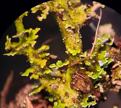 Cladonia phyllophora