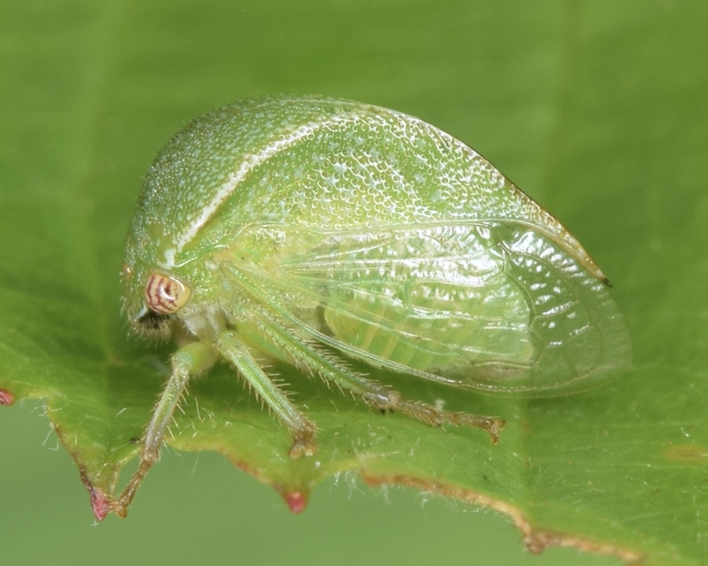 Spissistilus rotundatus