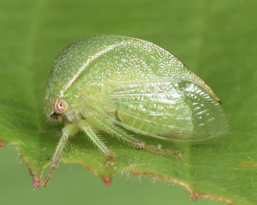 Spissistilus rotundatus
