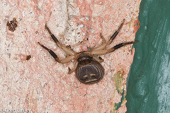 Xysticus texanus