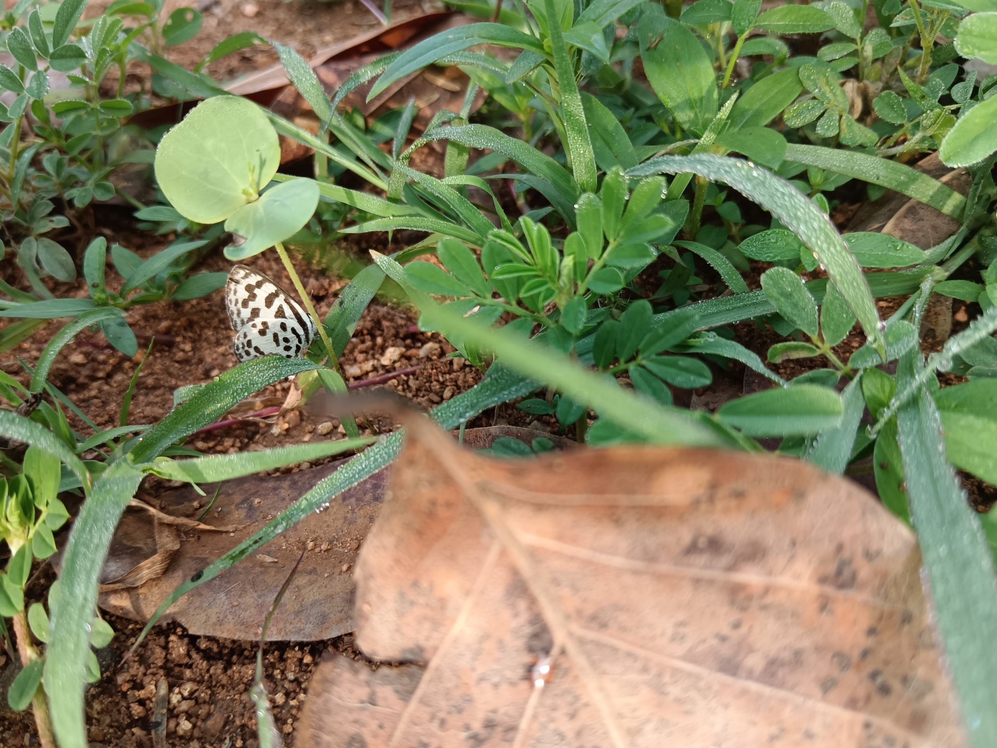 Common Pierrot