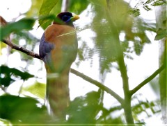 Harpactes ardens ardens