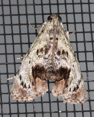 Enchesphora recurvalis