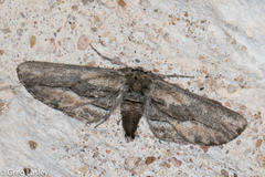 Holochroa dissociarius