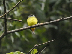 Myiotriccus ornatus