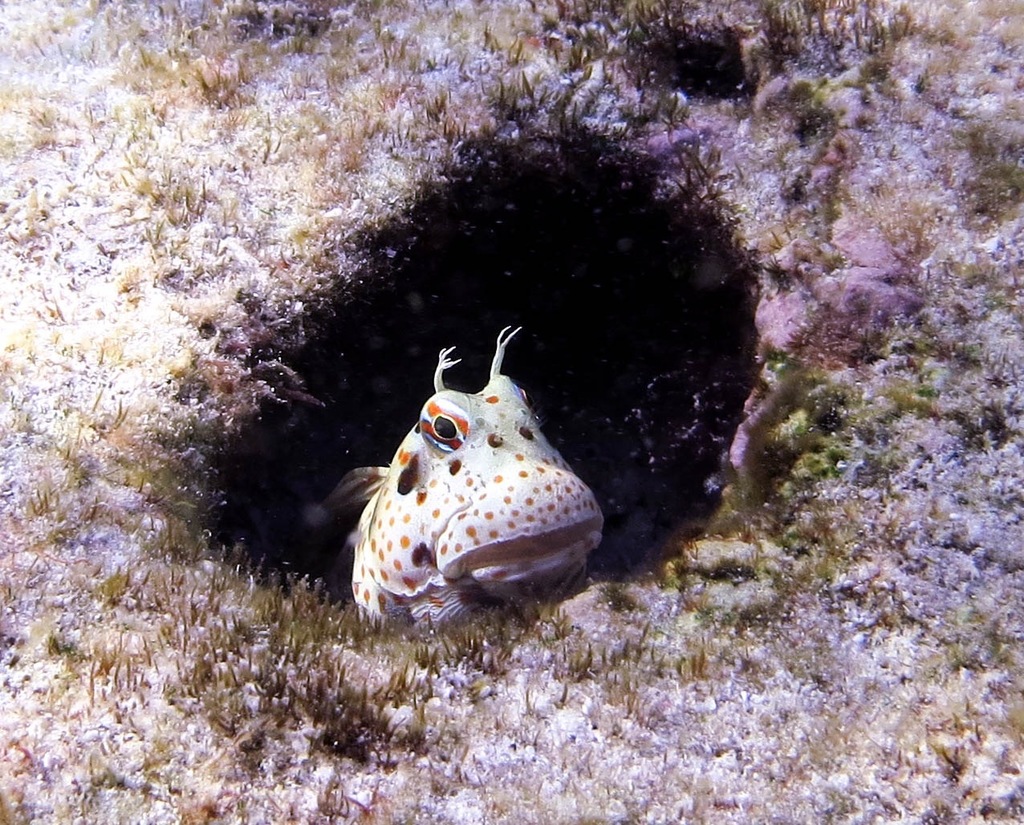 Bluespotted Blenny