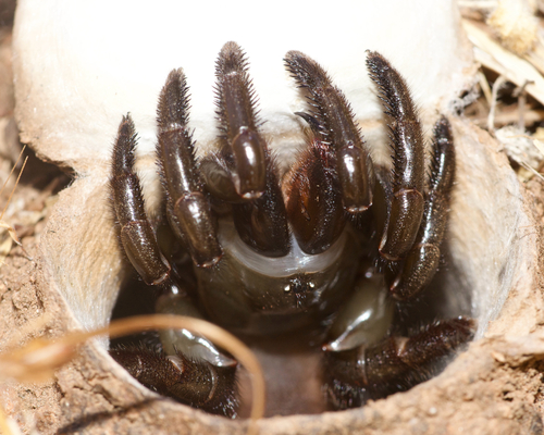 California Trapdoor Spider photo 5