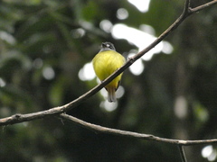 Myiotriccus ornatus