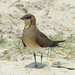 Collared Pratincole - Photo (c) Werner Witte, some rights reserved (CC BY-NC)