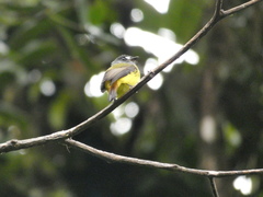 Myiotriccus ornatus