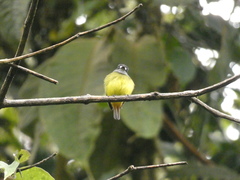 Myiotriccus ornatus