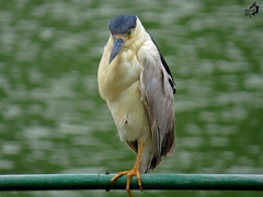 Nycticorax nycticorax