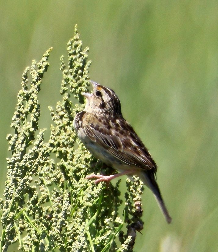 Ammodramus savannarum (J.F.Gmelin, 1789)