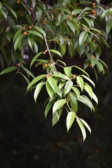 Ficus maclellandii