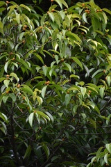 Ficus maclellandii