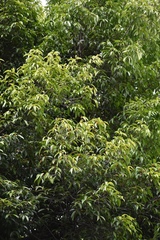 Ficus maclellandii