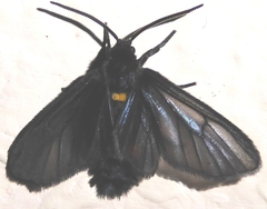 Psichotoe duvaucelii