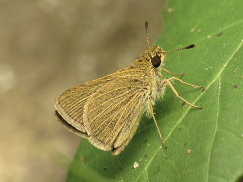 Swarthy Skipper photo 5