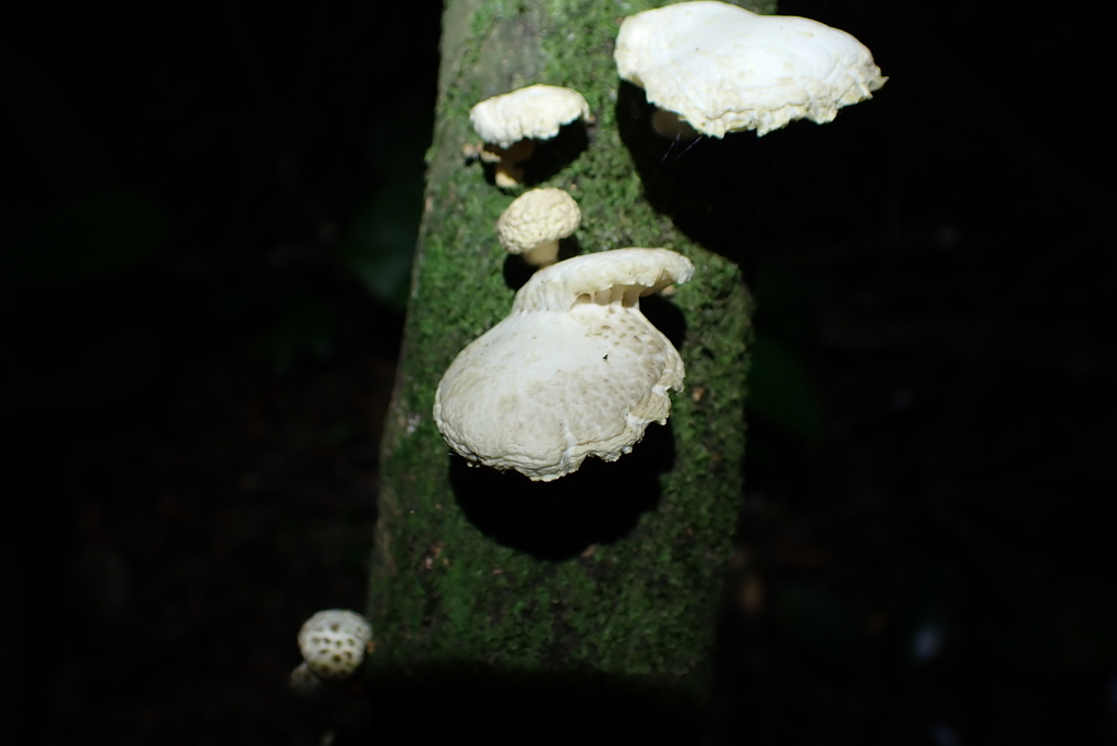 Oudemansiella australis · August 2025 · photo: © berardom (iNaturalist, cc-by)