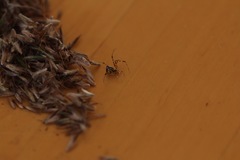 Theridion pyramidale