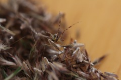 Theridion pyramidale