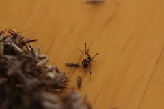 Theridion pyramidale