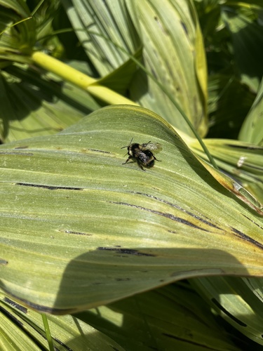 iNaturalist observation photo of Nearctic Bumble Bee