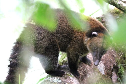 Mountain Coati