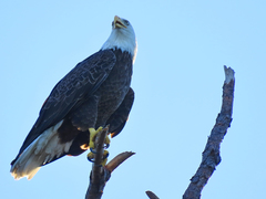 Haliaeetus leucocephalus leucocephalus