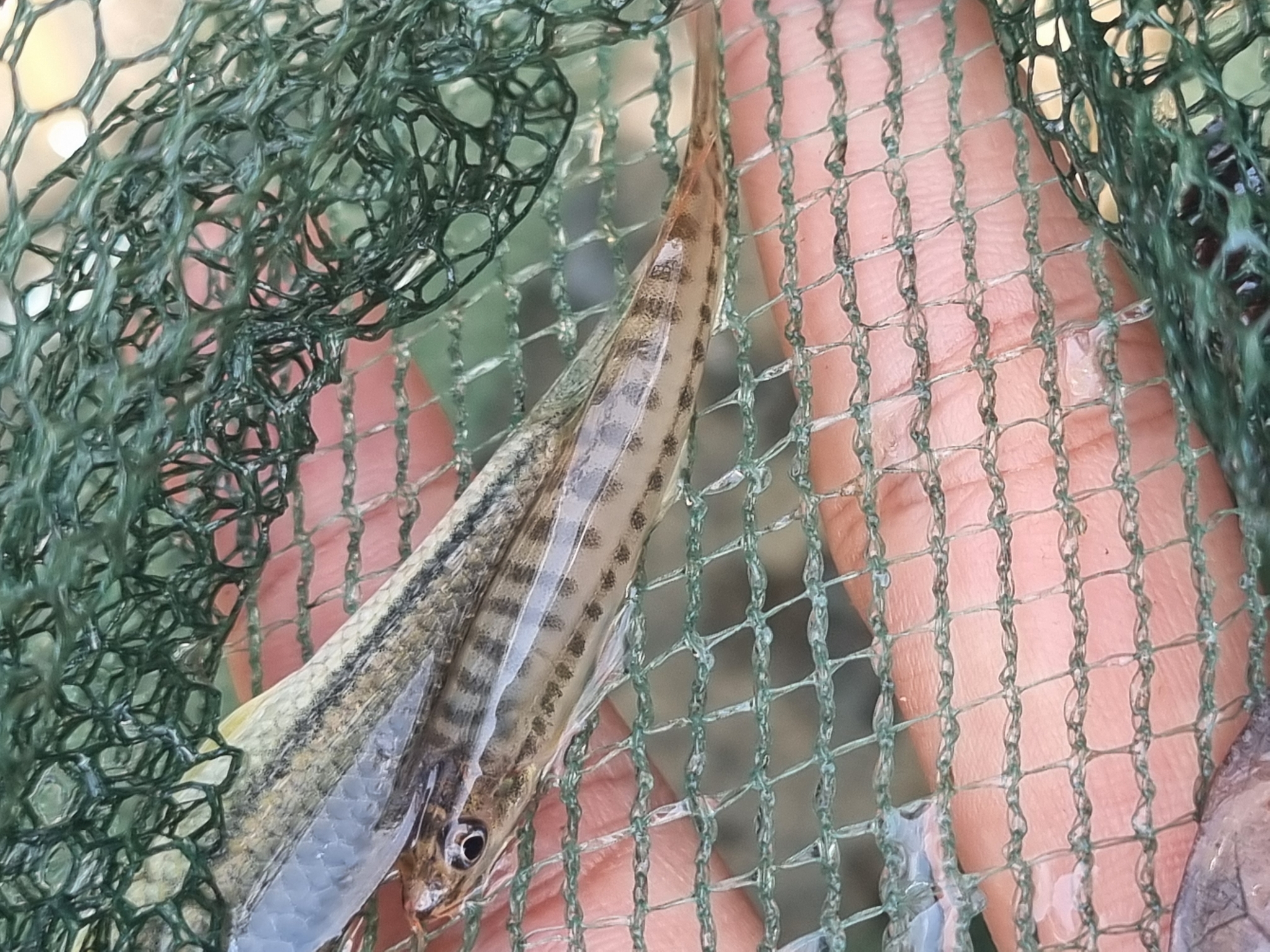 Arrow Loach photo 5